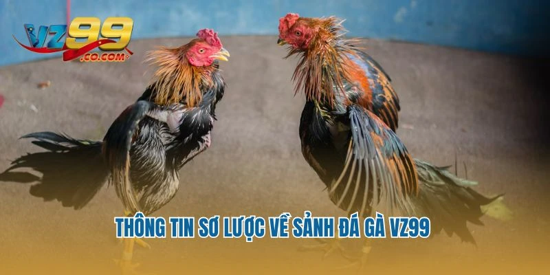 Thông tin sơ lược về sảnh đá gà Vz99
