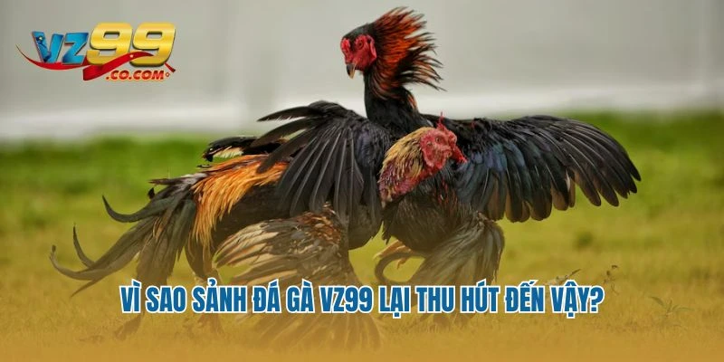 Vì sao sảnh đá gà Vz99 lại thu hút đến vậy?