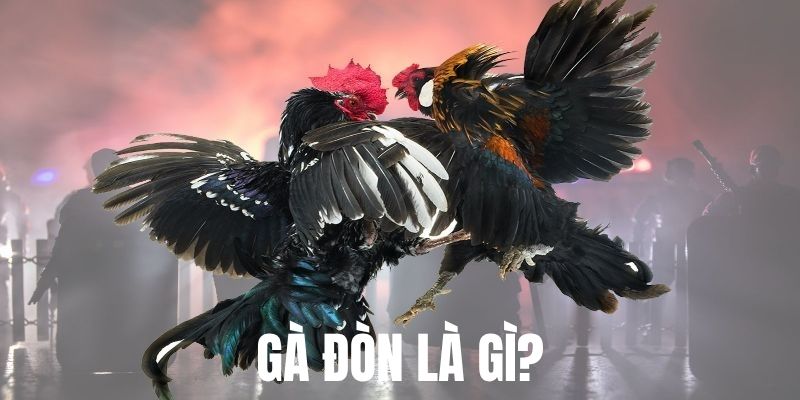 Gà Đòn Là Gì – Hé Lộ Bí Mật Về Dòng Chiến Kê Nổi Tiếng 3 Chiến kê Thái Lan nổi tiếng nhờ sự linh hoạt