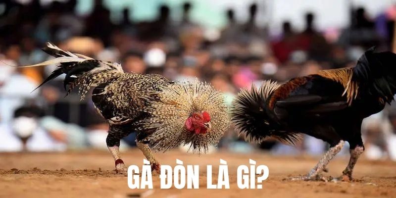 Gà Đòn Là Gì – Hé Lộ Bí Mật Về Dòng Chiến Kê Nổi Tiếng 2 Đặc điểm thần thái oai phong giúp hiểu hơn gà đòn là gì