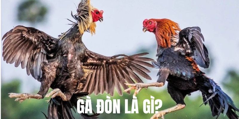 Gà Đòn Là Gì – Hé Lộ Bí Mật Về Dòng Chiến Kê Nổi Tiếng 1 Tổng quan đôi nét về gà đòn là gì